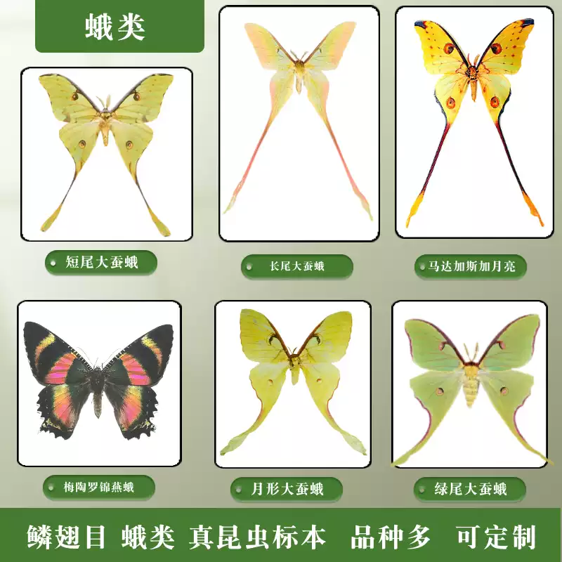 鱗翅目蛾類標本裝飾畫蝶語系列裝飾畫天然昆蟲標本家居裝飾澳洲梅陶