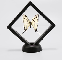 Butterfly language: Poseidons broad butterfly (butterfly imported from Indonesia) transparent boxed butterfly can be taken out