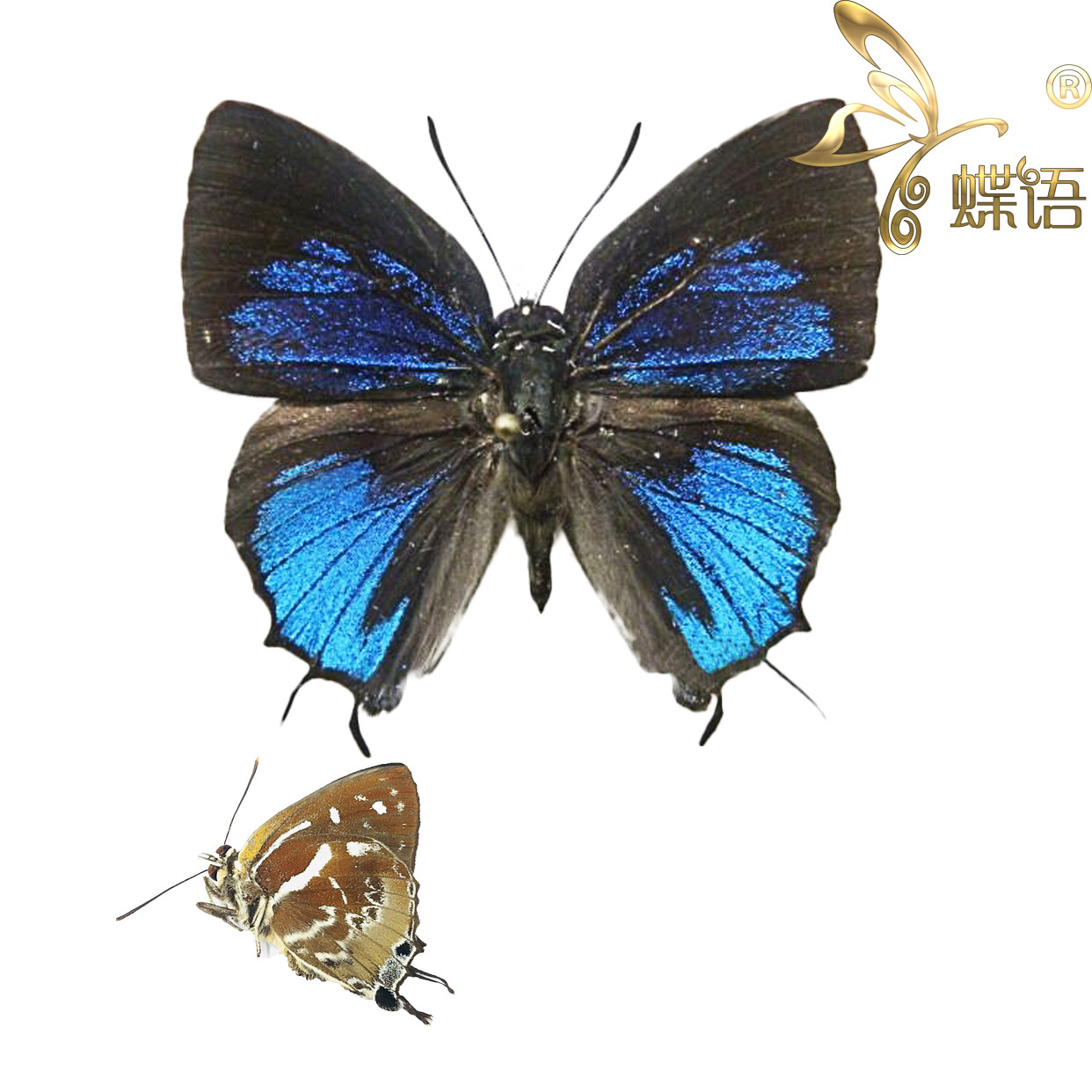 The butterfly language Lycaenidae specimen Iraota rochana mulberry yi butterfly True butterfly specimens