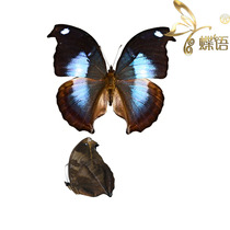 Butterfly Nymphalidae Specimens Napeocles jucunda Bird Nymphalidae True Butterfly Specimens