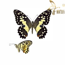 Butterfly Papilio Specimen Papilio demoleus Dharma Papilio (Indonesia) True Butterfly Specimen