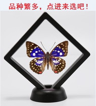 Butterfly language: Great purple butterfly Japanese National Butterfly True butterfly specimen Original butterfly specimen has spread wings Acrylic box
