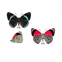 die yu jia die specimens Diaethria clymena red Eddy jia die (88 Eddy jia die) really butterfly specimens