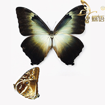 Butterfly butterfly specimen Morpho cisseis gahua Moon God flash butterfly blue type