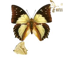 Butterfly Nymphalidae Specimens Charaxes nitebis nitebis Dark Green Residues Nymphalidae True Butterfly Specimens