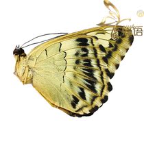 Parthenos sylvia brunnea Nymphalidae true butterfly specimens