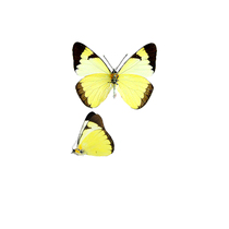 Butterfly vermicelli lycimnia lycimnia named butterflies true butterfly specimens