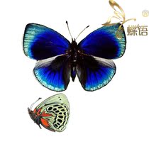 Butterfly Nymphalidae Specima Callithea optima Red Bird Blue Nymphalidae True Butterfly Specimen