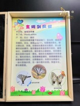 Butterfly Fun Little Knowledge Butterfly Specimen Insect Specimen Posters Graphic Science Popular Custom Rental