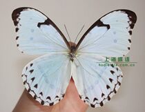 Butterfly butterfly specimen white flash butterfly morph catenaria Kent White Butterfly