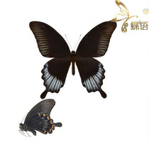 Butterfly butterfly specimen Papilio ascalaphus ascalaphus beautiful butterfly Indonesia