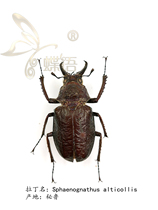Butterfly language: true insect specimens Sphaenognathus alticollis stonade Beetle Beetle