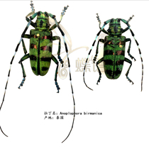 Butterfly language: true insect specimen Anoplophora birmanica of the hornworm Collection Experiment