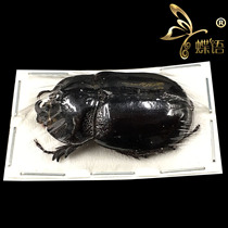 Dichodontus croesus insect specimens of butterfly language true insects