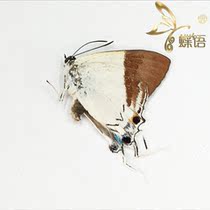 Butterfly butterfly specimen Charana mandarina dea specimen