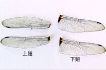 Butterfly: Dragonfly wings real insects insect specimens ornaments DIY accessories materials student science education