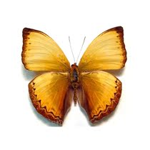 Butterfly butterfly specimens Cymothoe hesiodotus black silk ripples Collection Level Customization