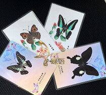 Butterfly butterfly specimen greeting card with butterfly butterfly card true butterfly biology teaching specimen