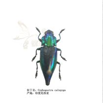 Butterfly language: true insect specimens Cyphogastra calepyga gidin insect collection Science and Education