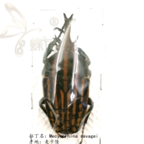 Butterfly: true insect specimen flower golden tortoise Kossavich long horns golden tortoise Mecynorhina savagei