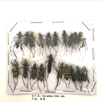 Butterfly language: true insect specimens Cerambycidae spp caneriae experimental collection