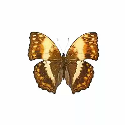 Butterfly language Liangbo butterfly Harma theobene true butterfly specimen popular science exhibition customization