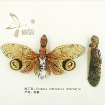 Butterfly: South American lantern wax cicada Fulgora laternaria laternaria Peruvian Homoptera