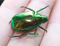 Butterfly language bronze green turtle real insect specimen student science and education specimen Natural science beetle