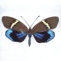 Eterusia of repleta moth specimens (male and female)