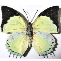 Butterfly Nymphalidae Specimens Polyura delphis delphis White Double-tailed Nymphalidae Butterfly Specimens