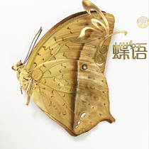 Butterfly Nymphalidae Specimens Butterfly Charaxes fulvescens fulvescens