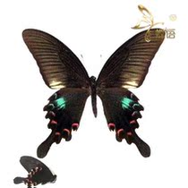 Butterfly Waves Green Papilio Papilio polyctor stockleyi True Butterfly Specimen Decoration Customized