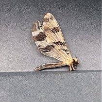 Butterfly language antheles specimen Myrmeleontidae sp vein insect specimens imported from Thailand