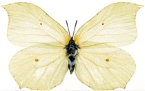 Butterfly Wings Butterfly Butterfly Specimens Insect specimens have been spread and framed box student specimens collection