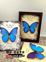Butterfly language has spread wings Butterfly specimens Happy goddess Big Blue flash butterfly butterfly specimens Brazilian National butterfly insect specimens