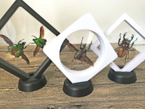 Butterfly language: 24 kinds of domestic insect specimens Tianniu beetle specimen ornaments double-sided transparent three-dimensional box Science and education cognition