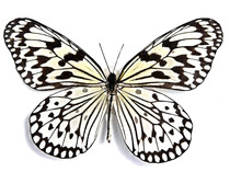 Butterfly language A- level 24 kinds of boxed domestic Nymphalidae has spread wing butterfly specimen specimens insect specimen decorative painting