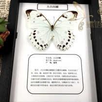 Butterfly students popular science education shows real insects insects butterfly specimens framed big white sparkly butterfly exhibition butterfly