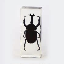 Butterfly: Insects Amber Book Town Pendings Real Insects High-end Crafts Scorpion Centipede Mantis