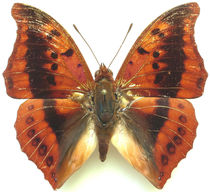 Butterfly: Butterfly Specimen Nymphalidae Charaxes nichetes true butterfly specimens about 6-7cm