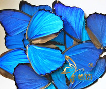 Butterfly language: big blue flash butterfly wings Butterfly wings DIY handmade raw materials Butterfly wings jewelry Butterfly painting materials