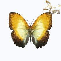 Butterfly Butterfly Specimen Cymothoe beckeri Baker Yi Butterfly Specimen Collection