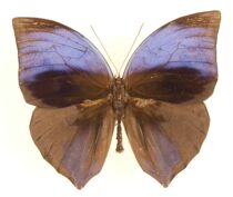 Butterfly language Jinli tip-winged butterfly Zeuxidia aurelius aurelius butterfly specimen decorative painting