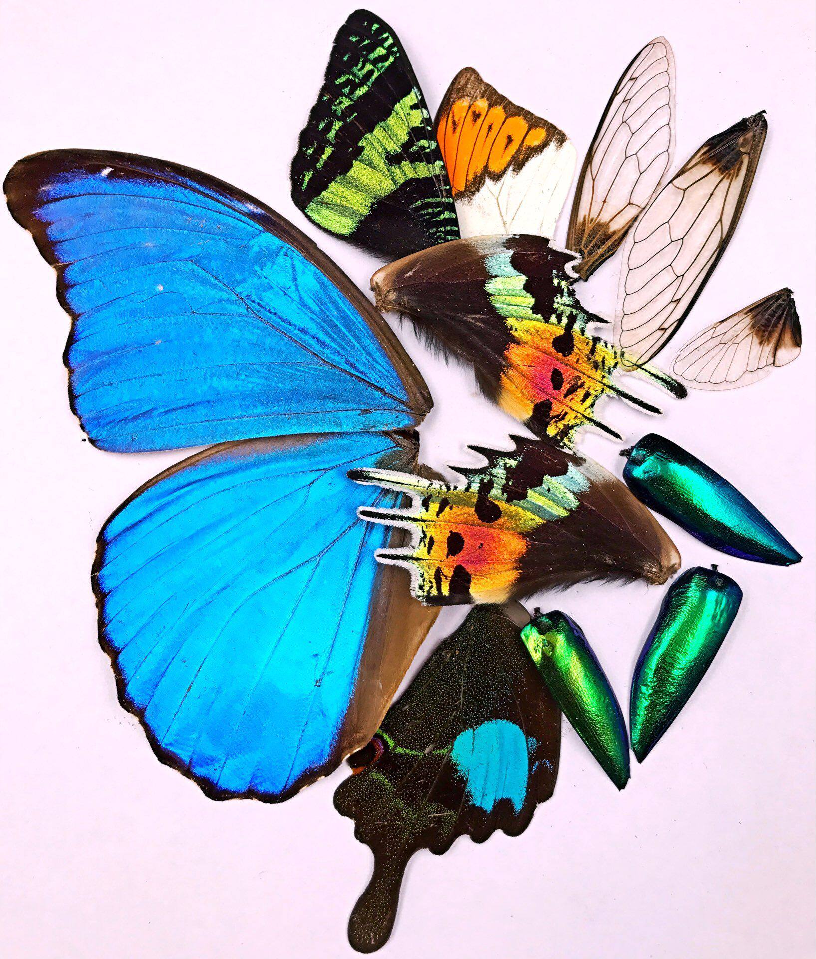 Butterfly language: 24 kinds of wings, butterfly wings, real butterfly jewelry, handmade DIY raw materials, Crane top pink butterfly, big blue flash butterfly, etc.