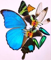 Butterfly language: 24 kinds of wings butterfly wings real butterfly jewelry handmade DIY raw materials Crane top pink butterfly big blue flash butterfly etc.