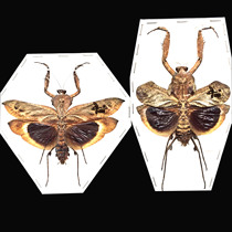 Butterfly language mantis specimen Deroplatys desicata hook back dead leaf mantis true insect specimen