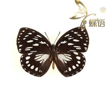 Butterfly white spot round Nymphalidae Euxanthe eurinome true butterfly specimens custom processing exhibition Popular Science