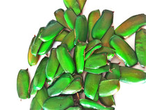 Butterfly language: Lingwinged beetle wing real insect wing DIY creative material