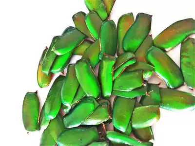 Butterfly language: Lingwinged beetle wing real insect wing DIY creative material