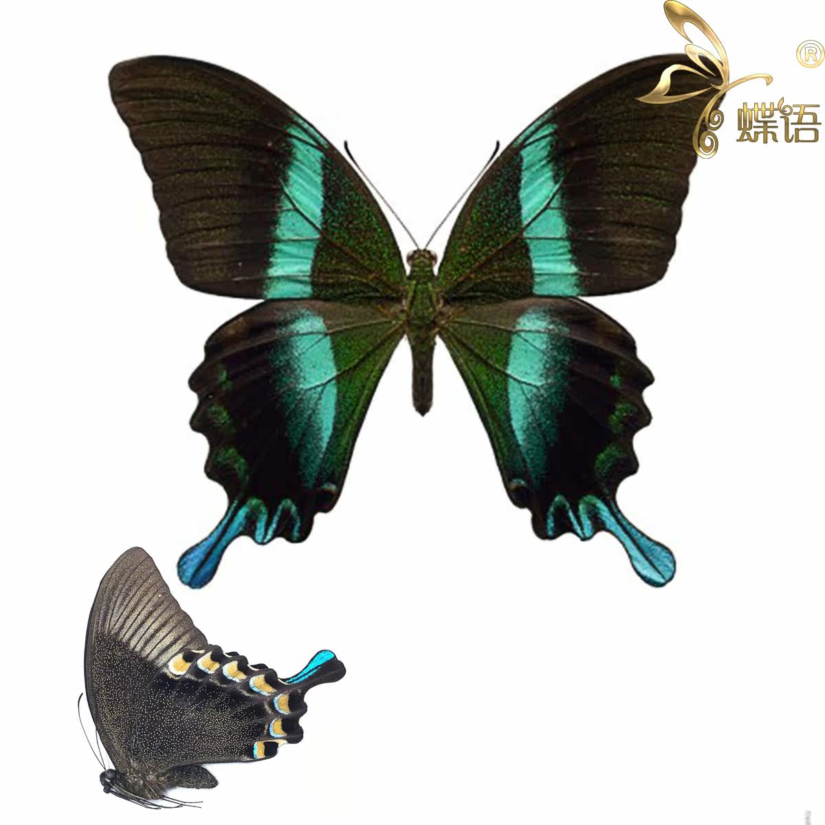 Butterfly butterfly specimen Papilio blumei Multiple subspecies Eros Papilio